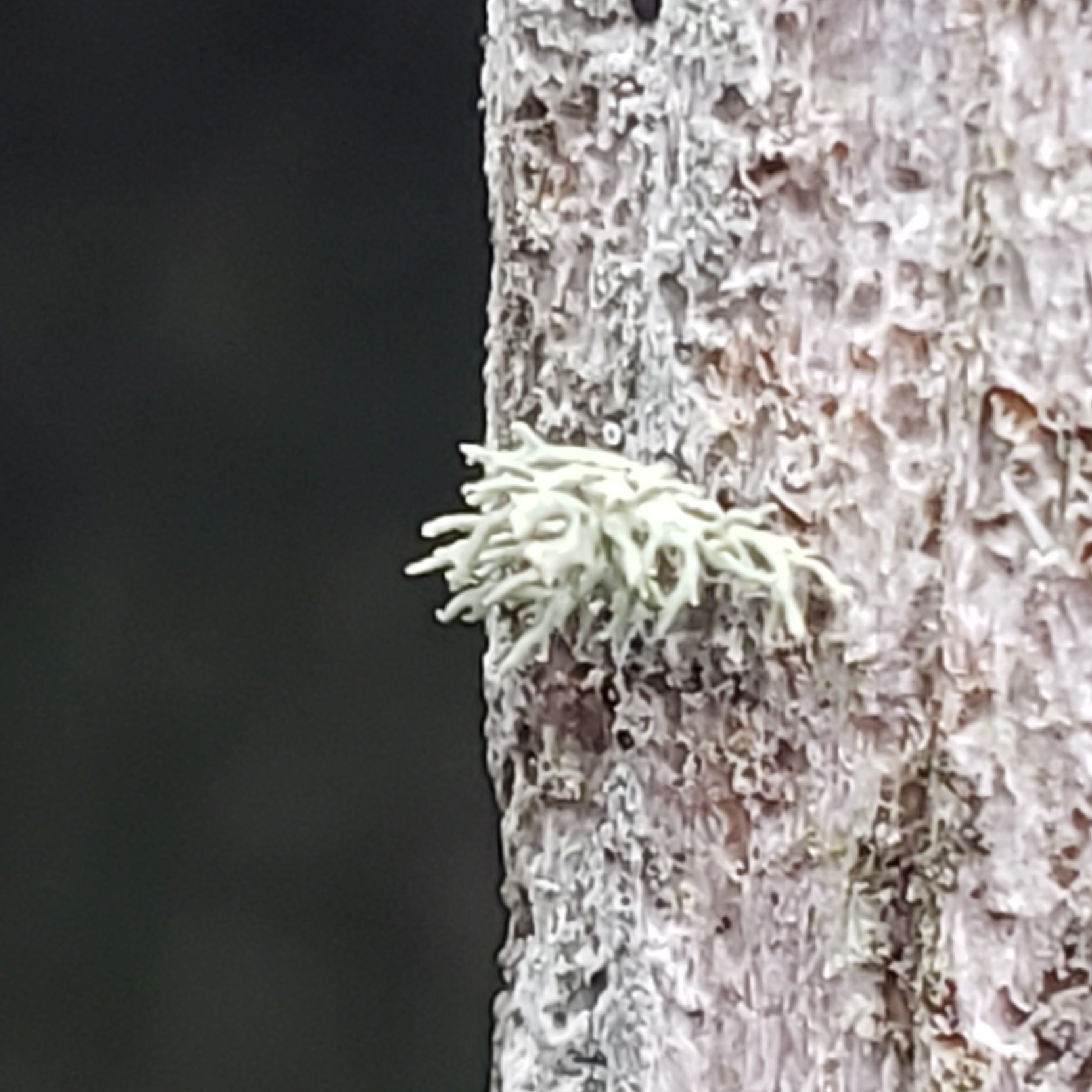 Picture of Ramalina americana